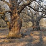 The Preservation Of History Through Nature