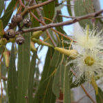 Get Rid Of Mosquitos Thanks To These Beautiful And Effective Plants