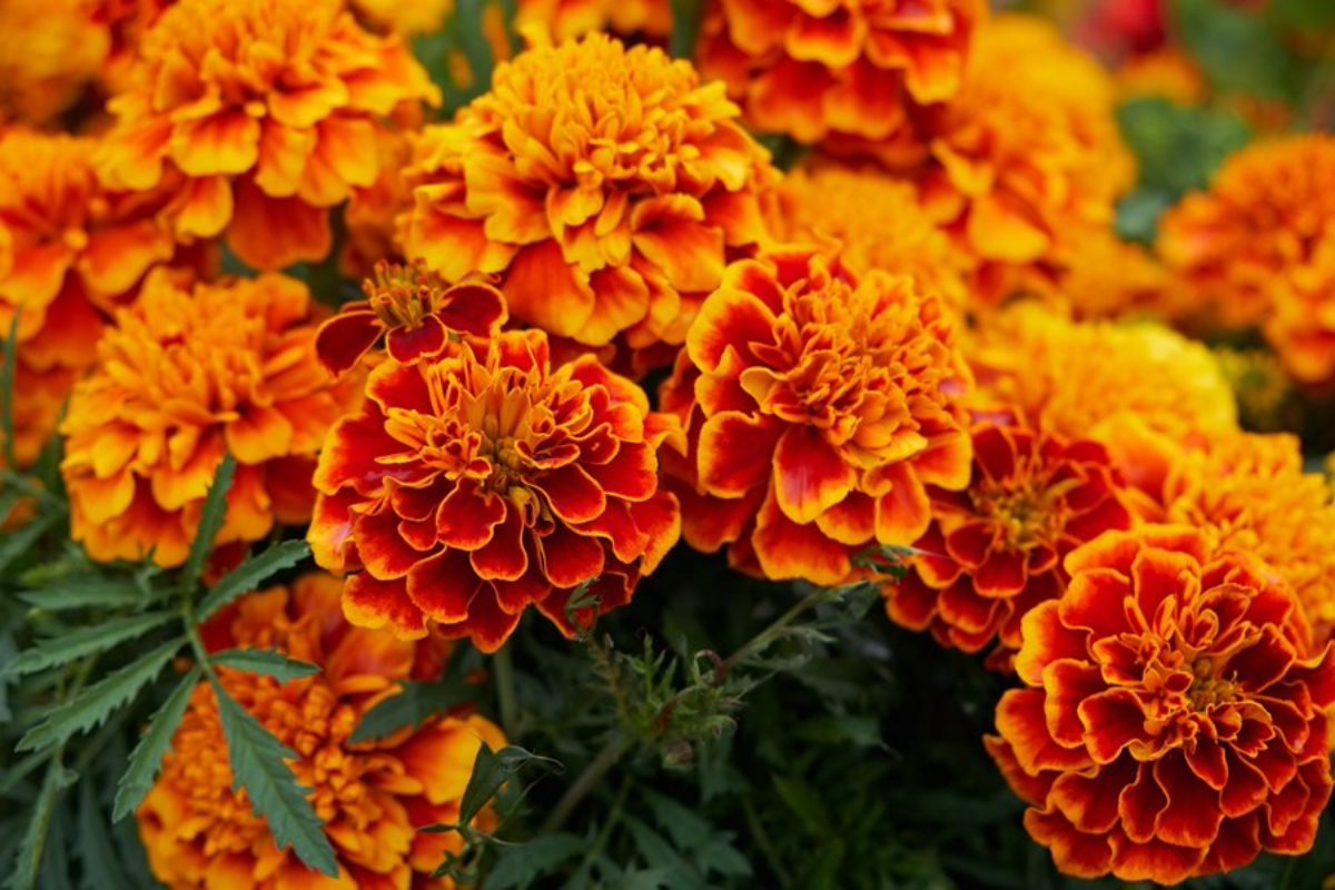 Get Rid Of Mosquitos Thanks To These Beautiful And Effective Plants