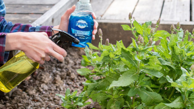 Liquide vaisselle: 32 manières inusités et efficaces de l’utiliser