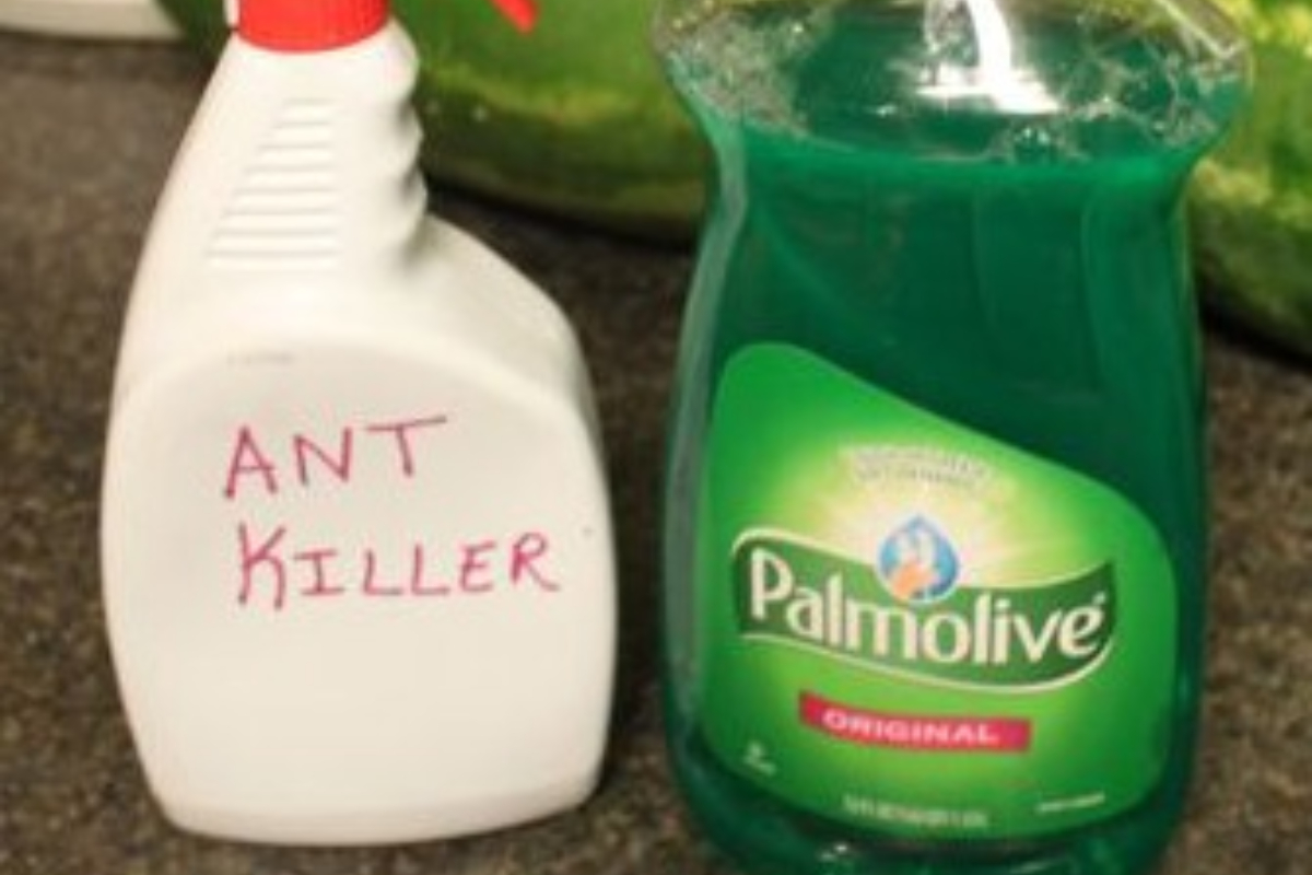 Dish Soap Ant Killer