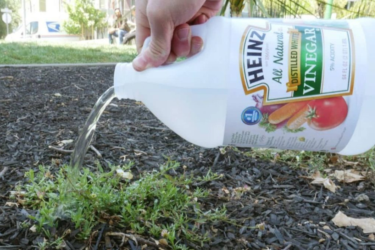 Surprising Uses For Vinegar You Definitely Want To Know About BetterBe   White Vinegar Weed Killer 