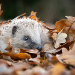 The Most Beautiful Wildlife Images Ever Taken