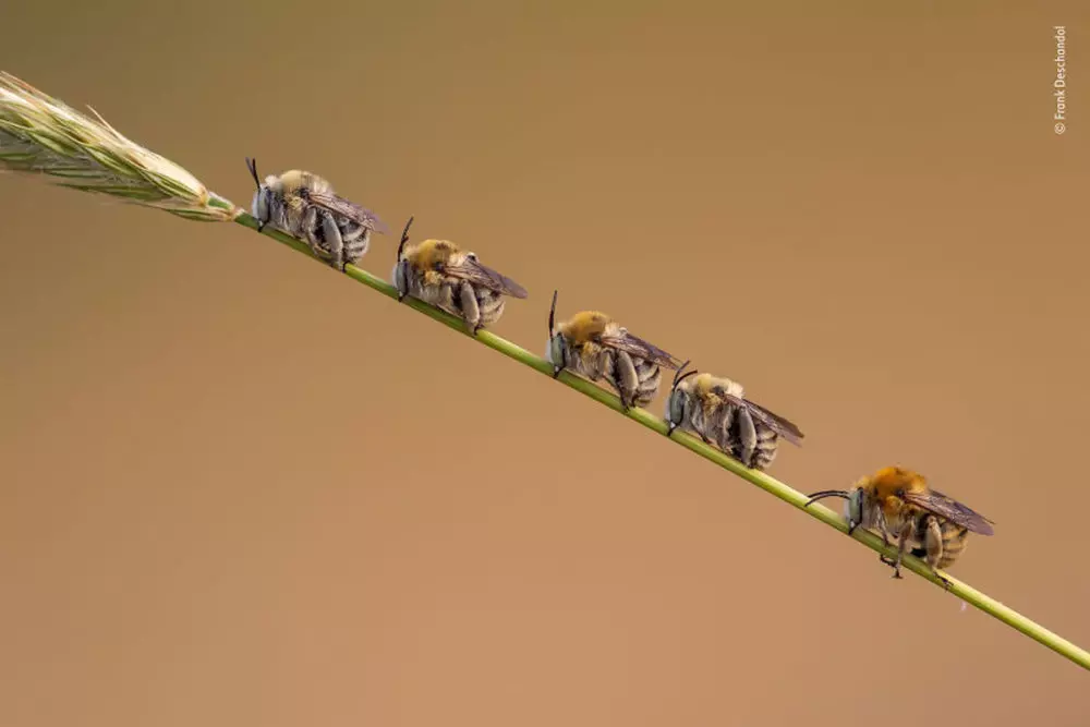 bee-line-photo-1000x667.webp