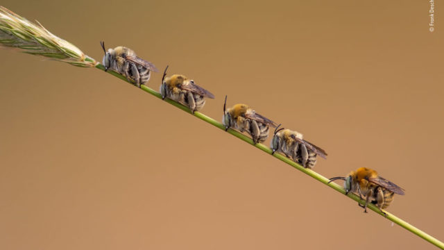 The Most Beautiful Wildlife Images You’ve Ever Seen