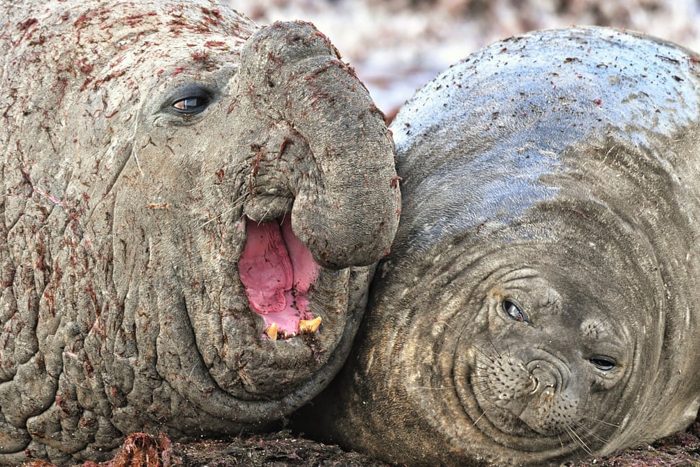 sea elephants