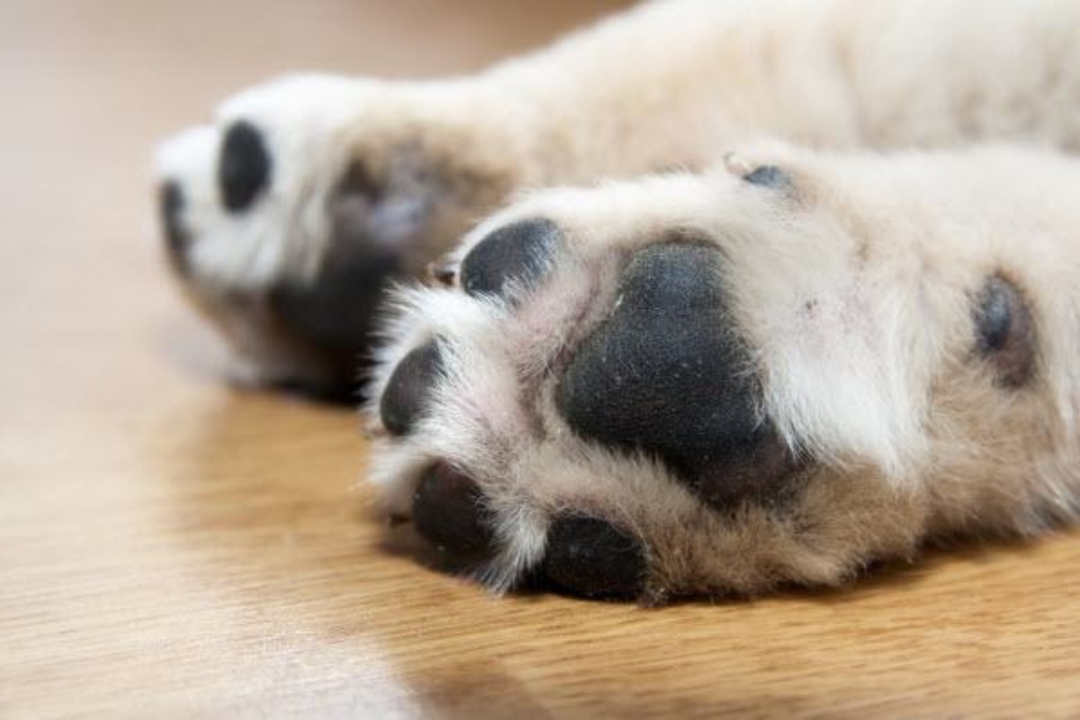 Close-Up Picture Pet Paws