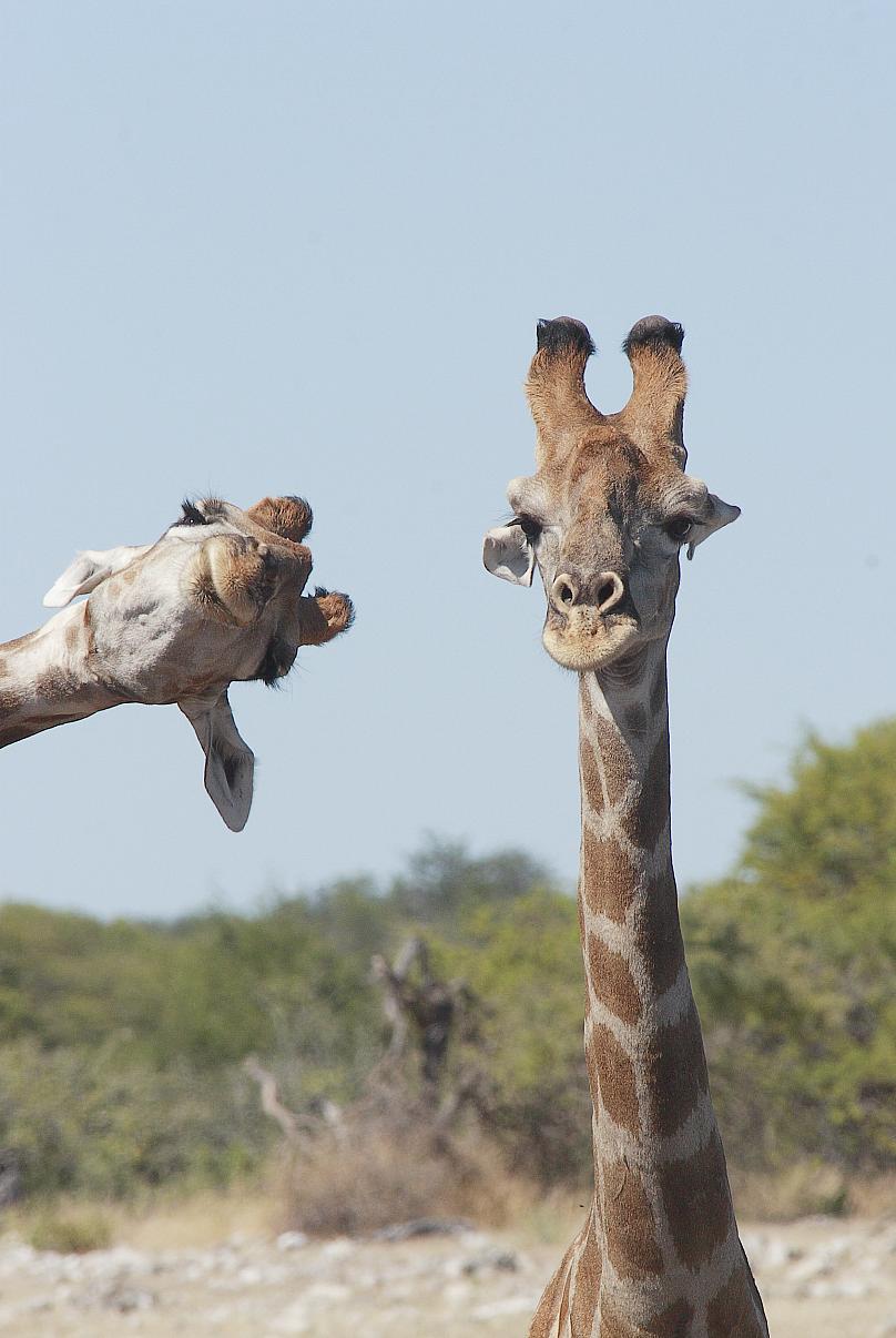 giraffes