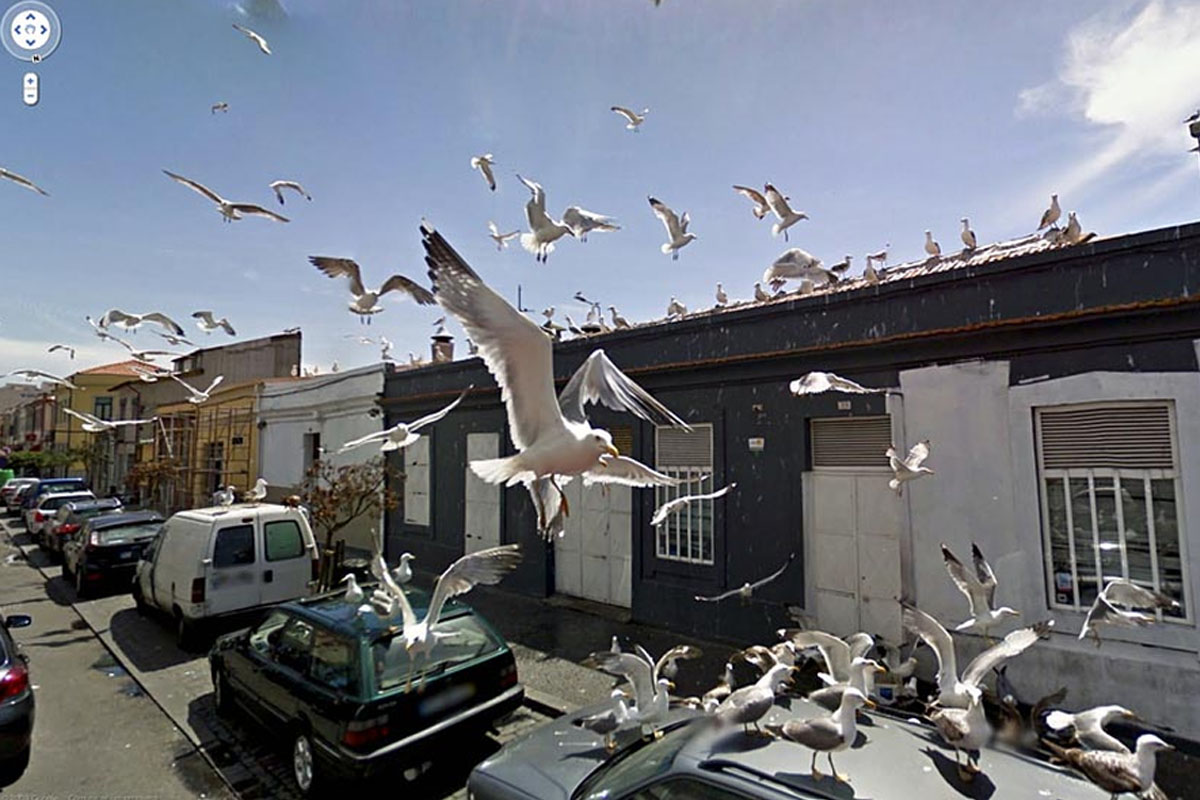 birds