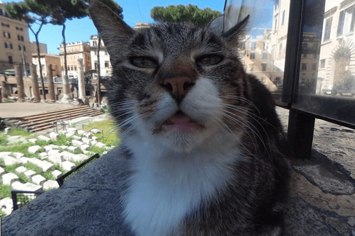 cat in Rome