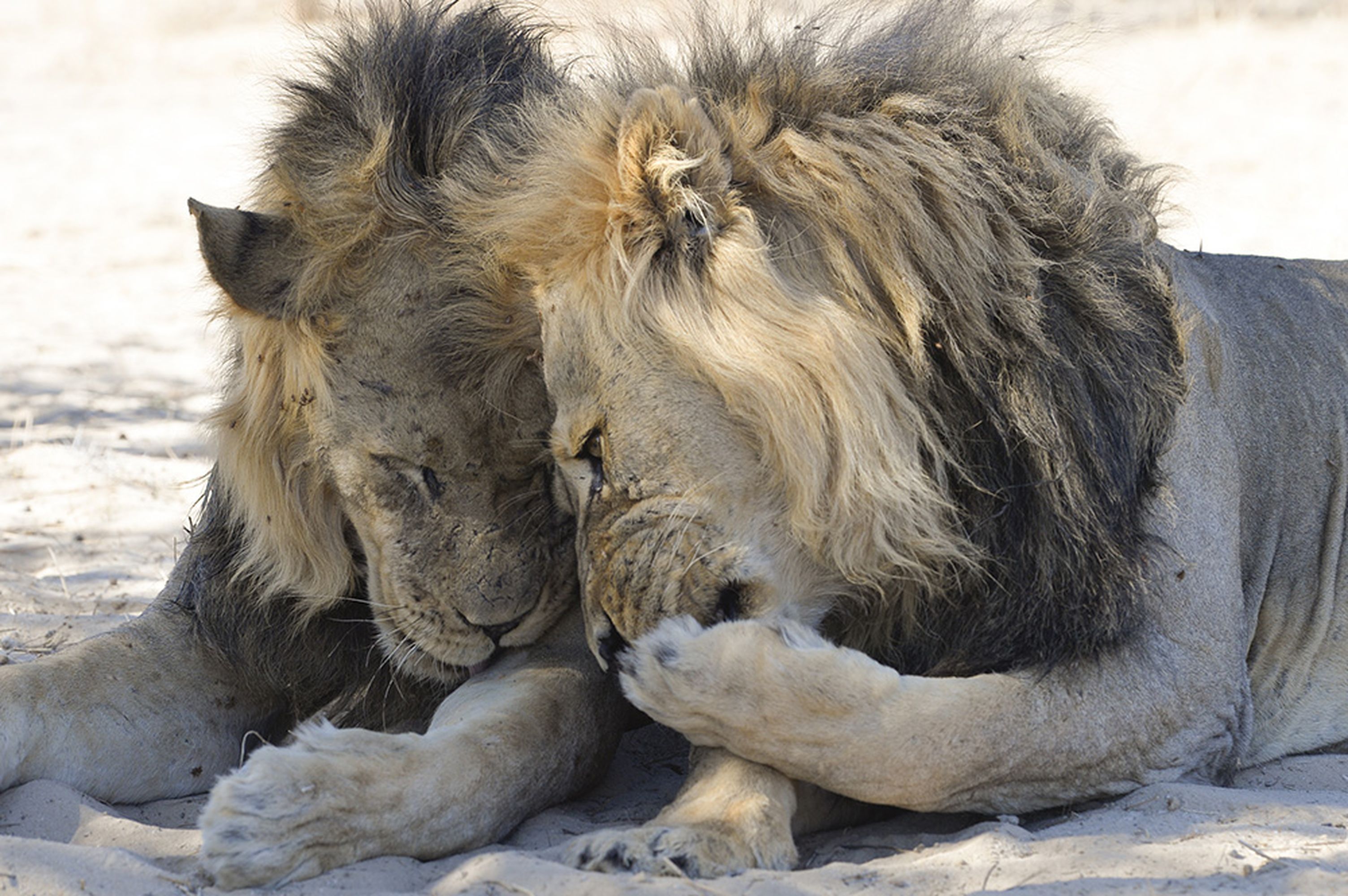 lions