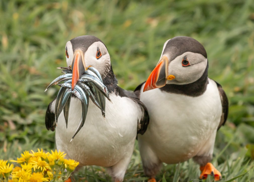 puffins