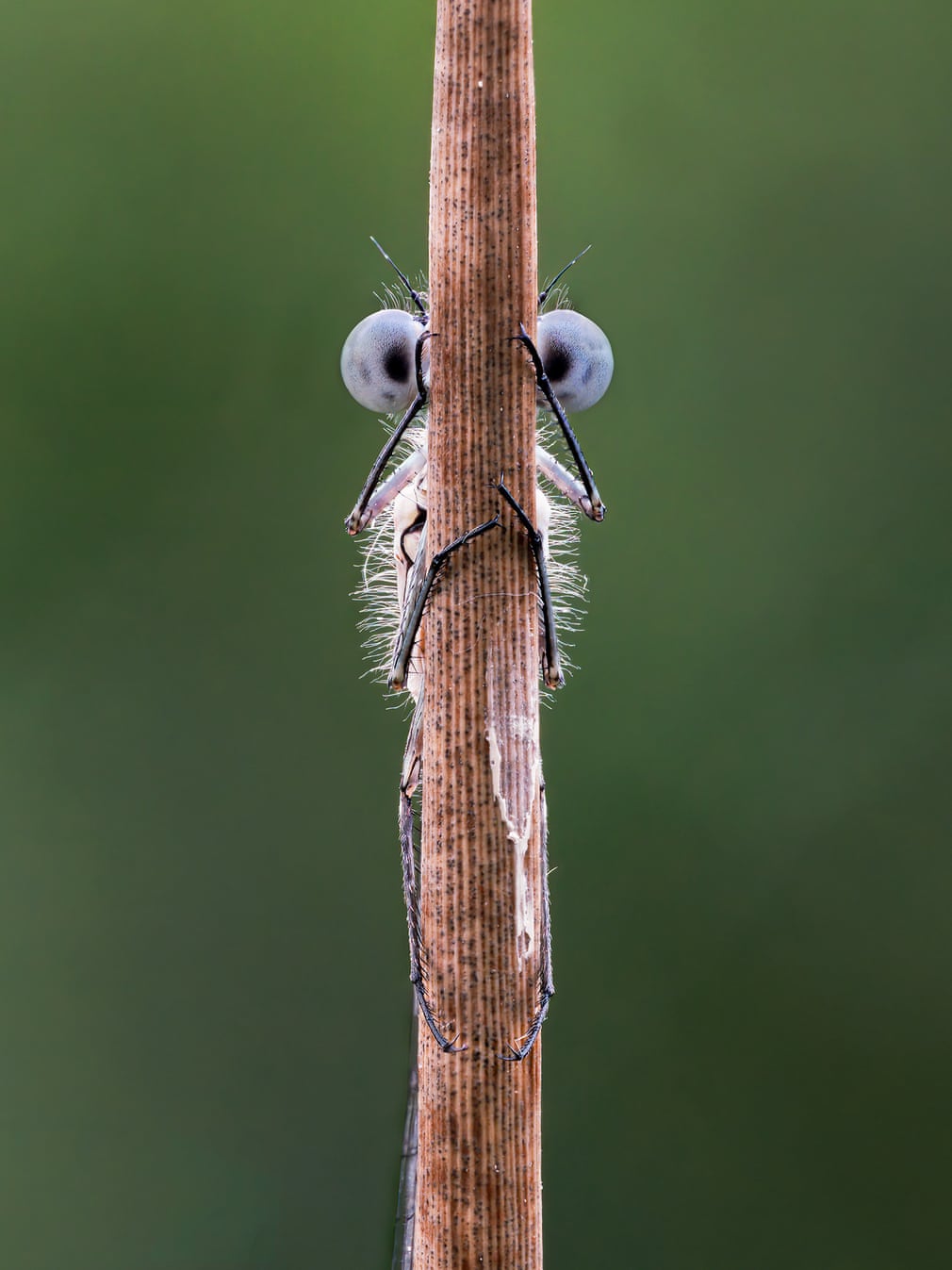 damselfly