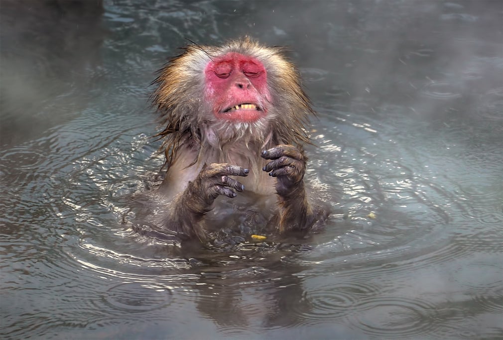 monkey