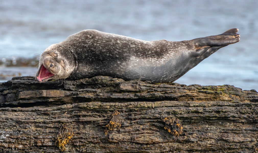 seal