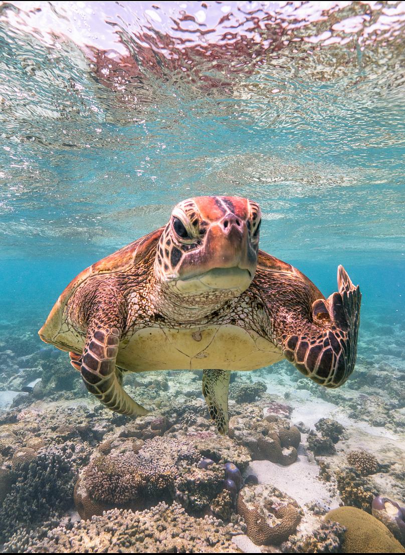 turtle