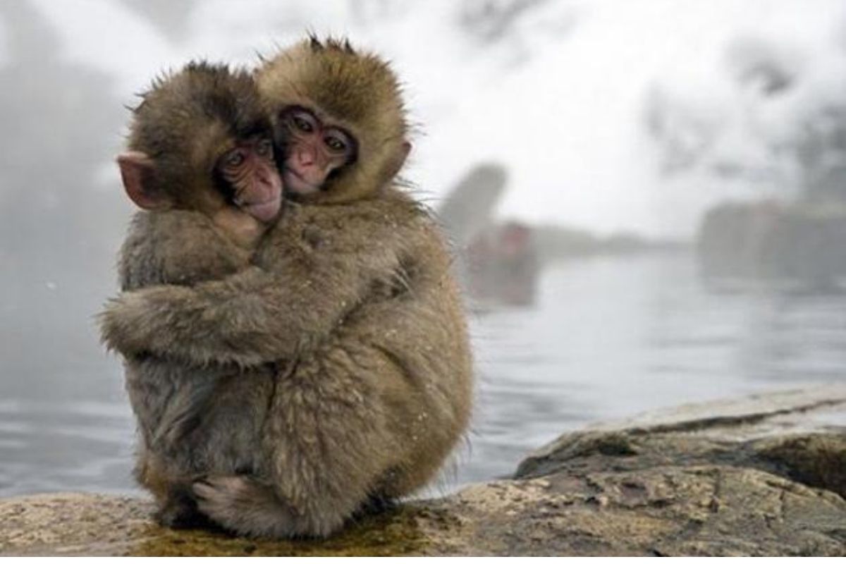 monkeys
