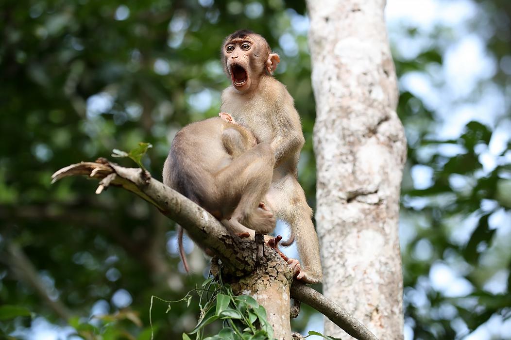 macaques