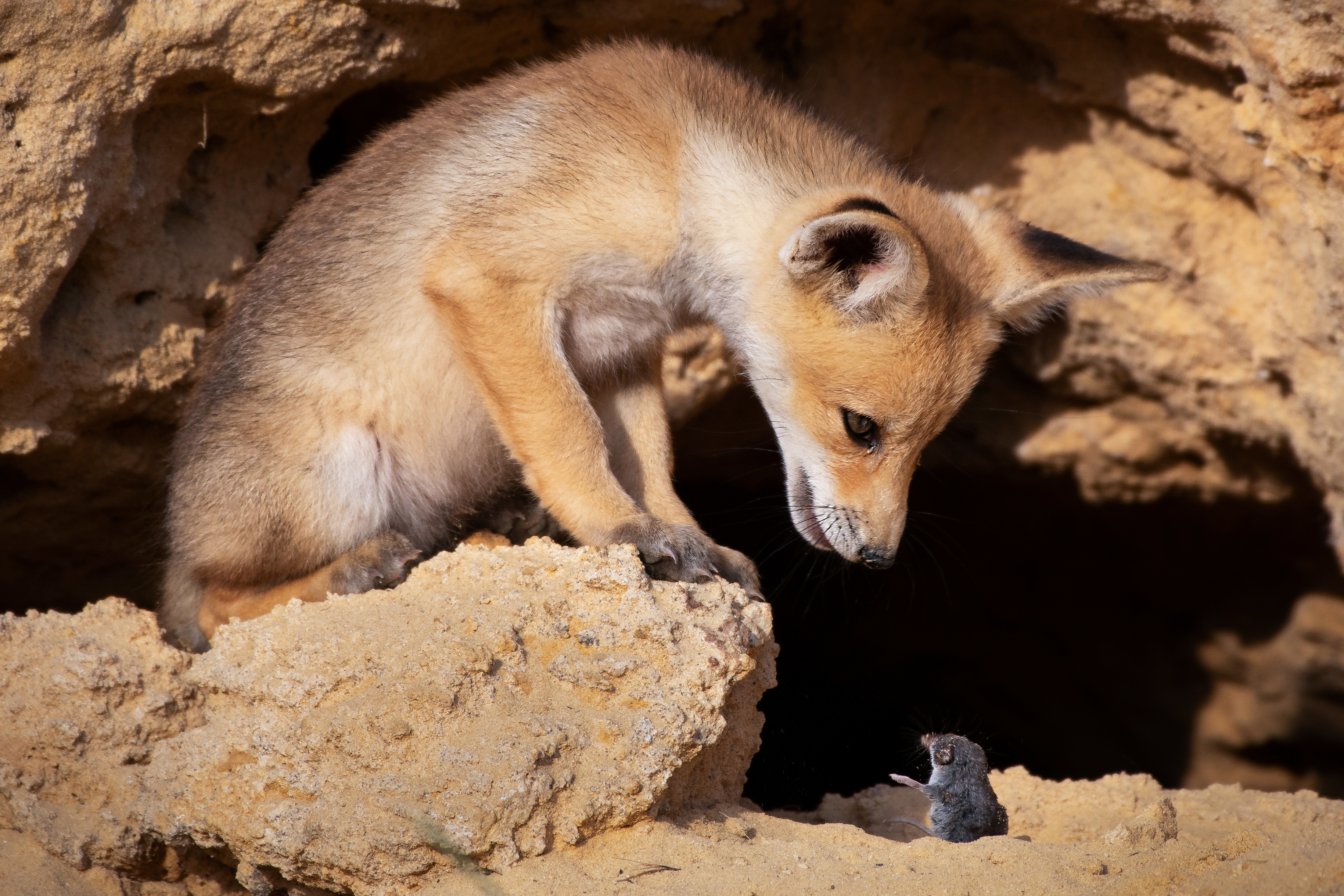 fox and mouse