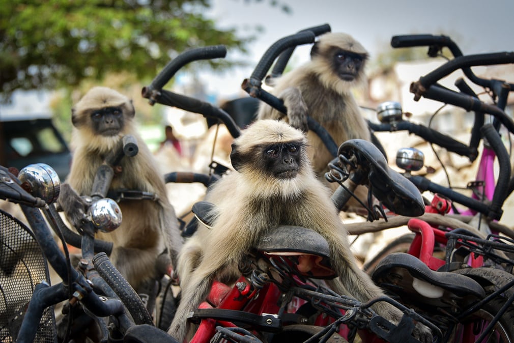 langurs