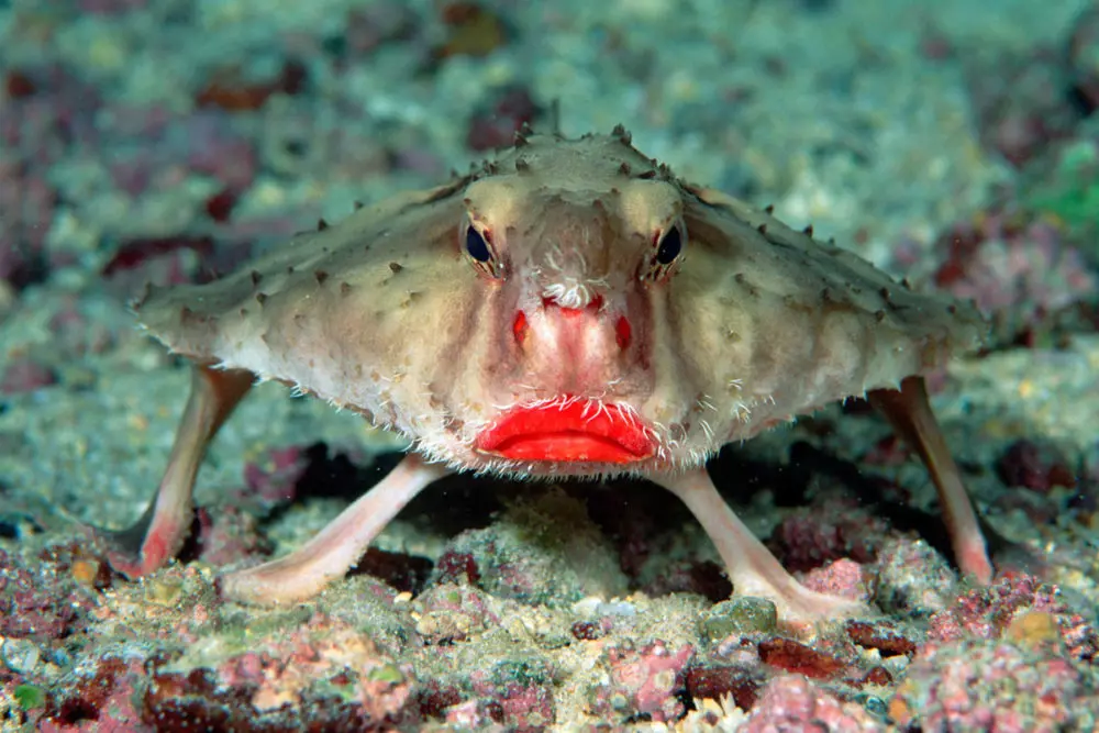 red-lipped-bat-fish-wild-photos-1000x667.webp