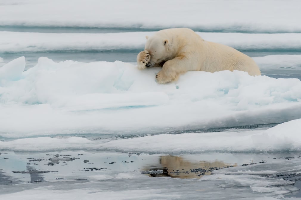 polar bear