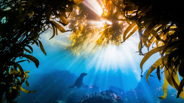 Les Plus belles photos du monde animal