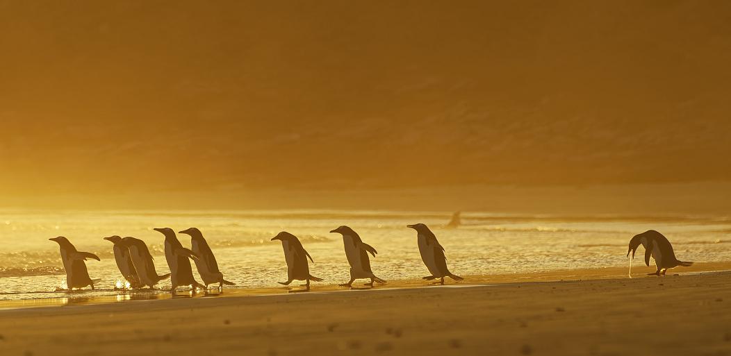 gentoo penguin