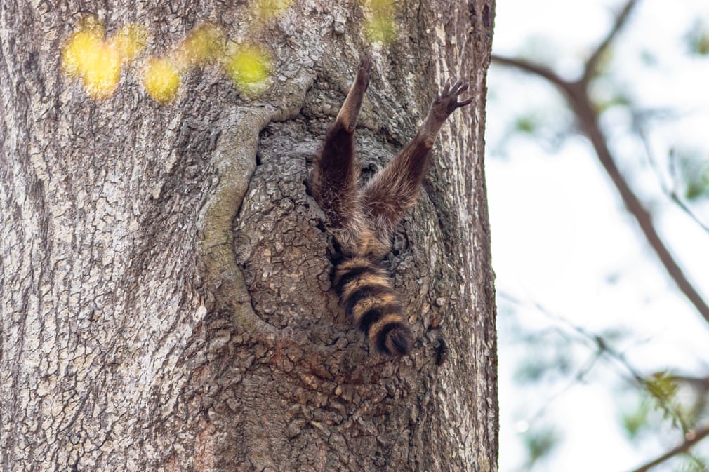 raccoon