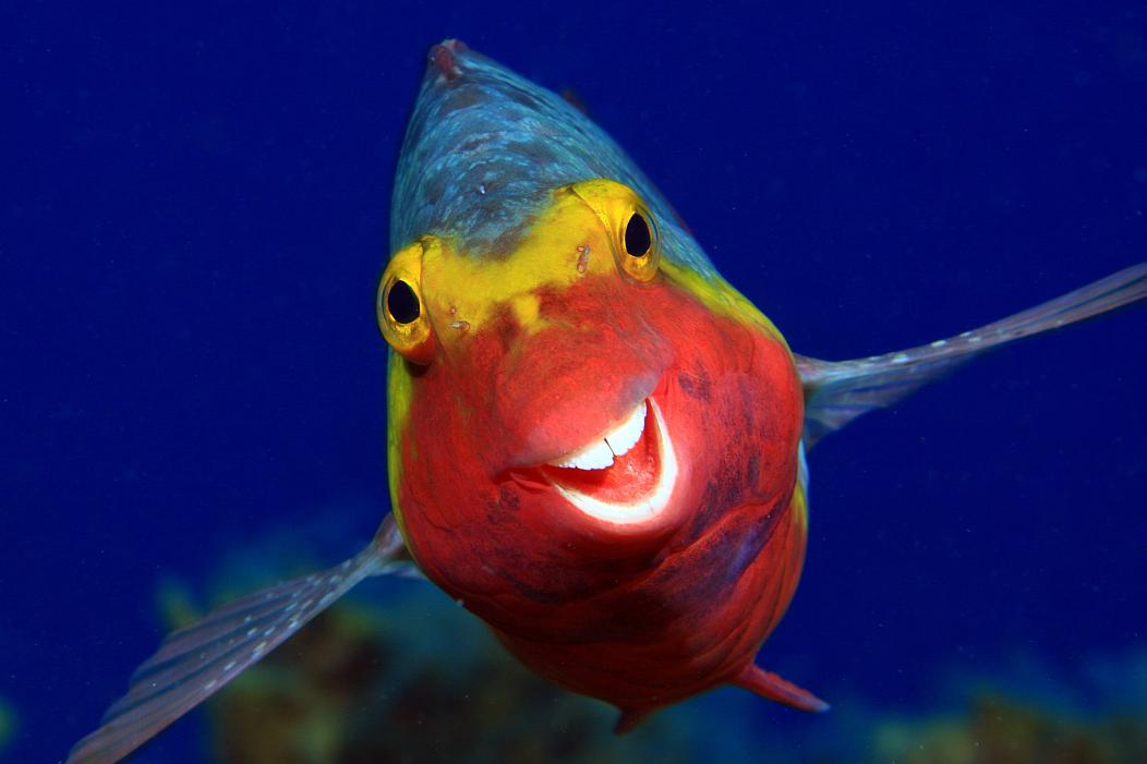 parrotfish