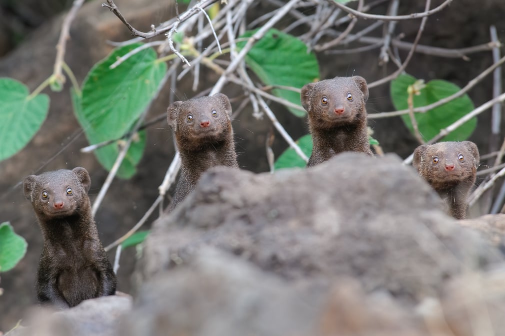 dwarf mongooses