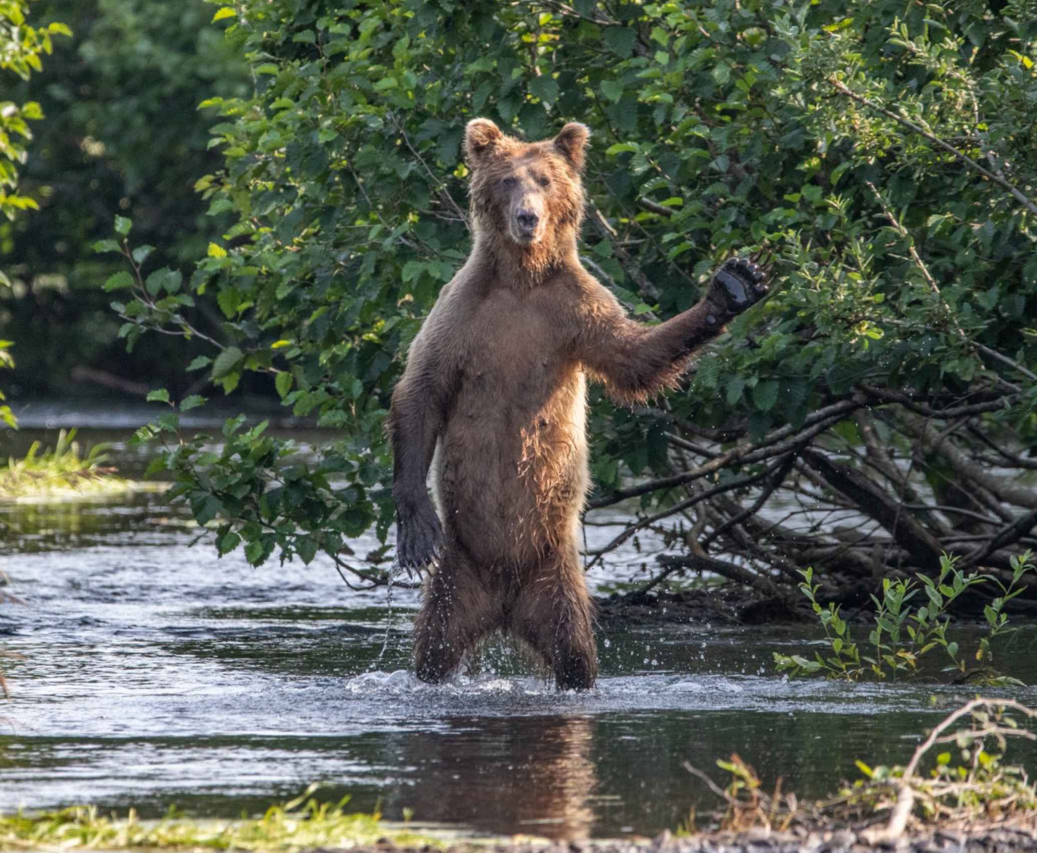 bear