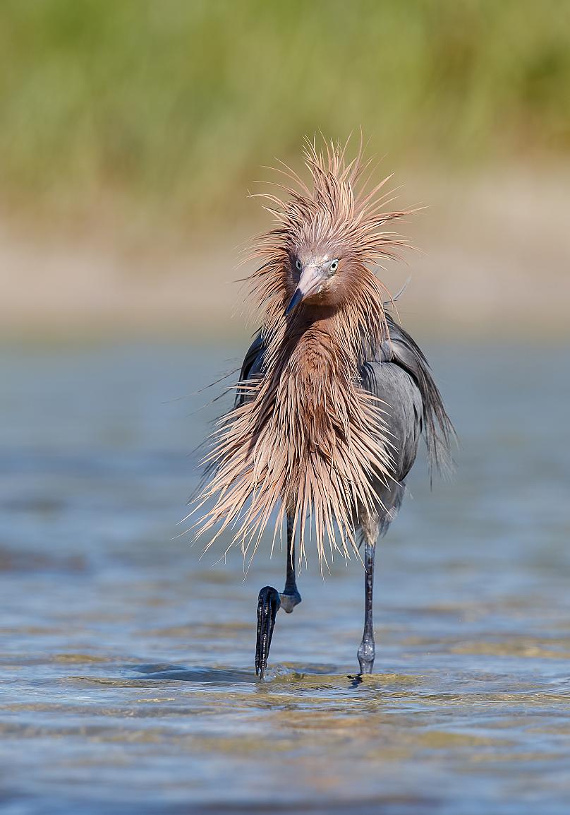 reddish egret