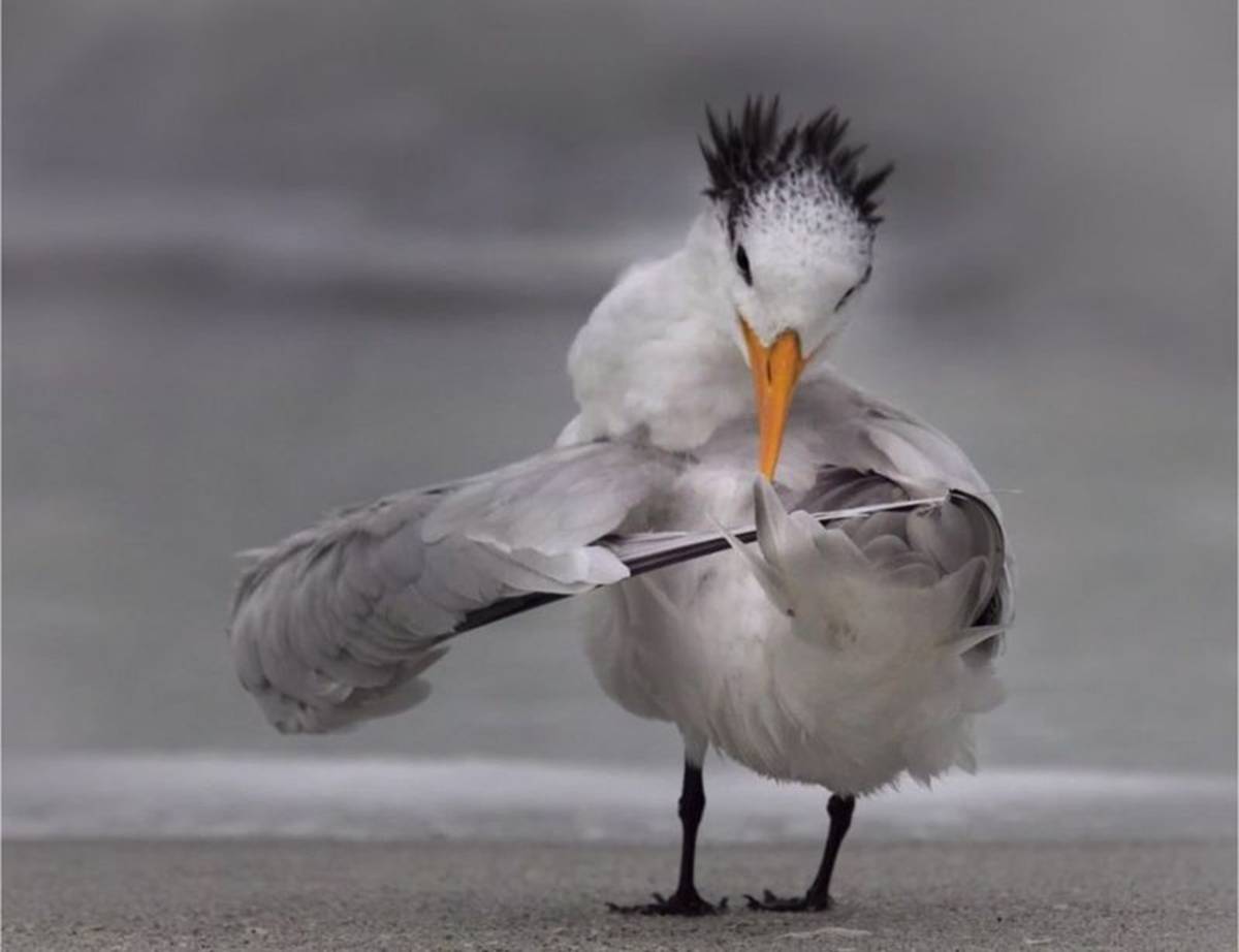 tern