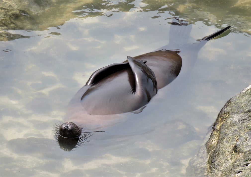 sea lion
