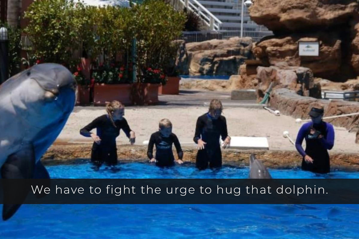 dolphin