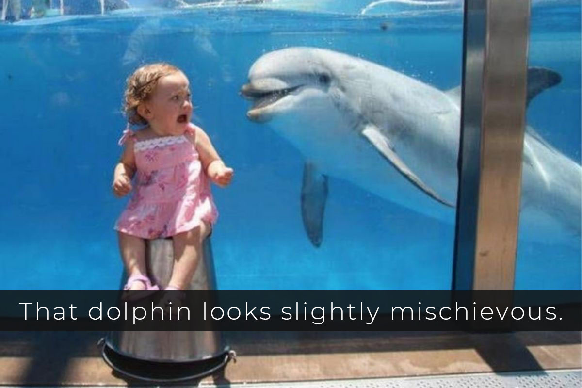 Dolphin tank
