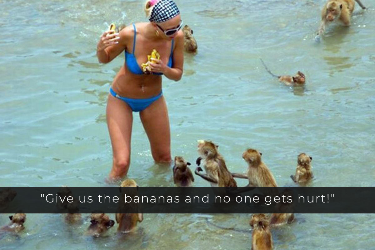 monkeys
