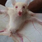 Rarest Albino Animals In The World