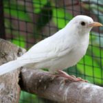 Rarest Albino Animals In The World