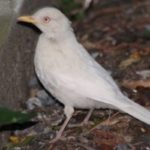 Rarest Albino Animals In The World