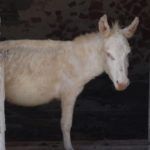 Rarest Albino Animals In The World