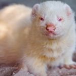 Rarest Albino Animals In The World