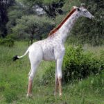 Rarest Albino Animals In The World