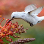 Rarest Albino Animals In The World