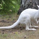 Rarest Albino Animals In The World