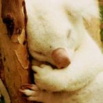 Rarest Albino Animals In The World