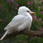 Rarest Albino Animals In The World