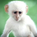 Rarest Albino Animals In The World