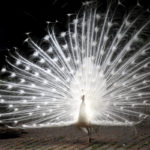 Rarest Albino Animals In The World